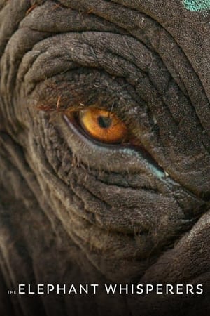 The Elephant Whisperers 2022 Hindi Dual Audio –